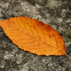 怎么说晚安 (张同学版)