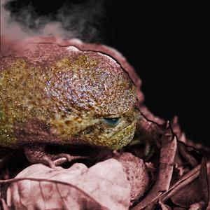 Putrefactive Frog Liquids