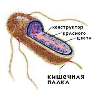 Кишечная палка