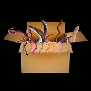 Die Wurmbox