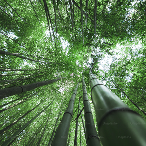 竹林听风-别样奇趣