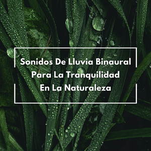 Tranquilos Estados De Ánimo Brumosos