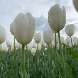 父亲写的散文诗