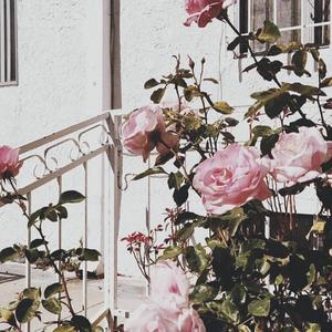 TA（翻自 不是火花）（翻自 款冬）