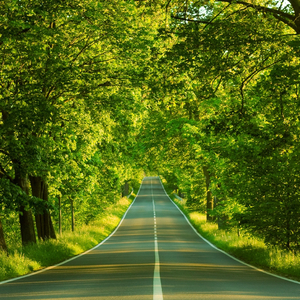 斯里兰卡的姑娘