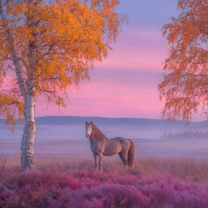 Не жалею, не зову, не плачу