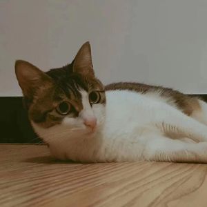 蝉鸣不绝的夏天