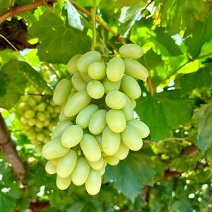 浣溪沙•宣化牛奶葡萄