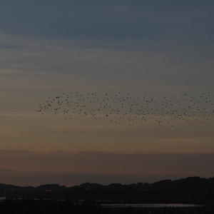 murmuration