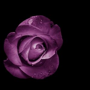 紫色玫瑰 (5)