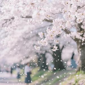 风吹樱花落