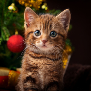 Una Serenata Para Tu Felino