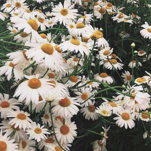 寻水的鱼（DJ版）