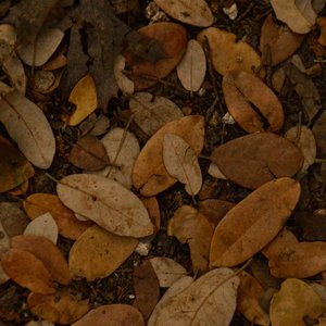 Fallen Leaves