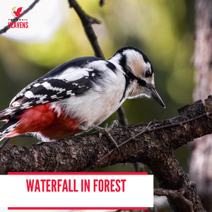 Seaside Morning Beach