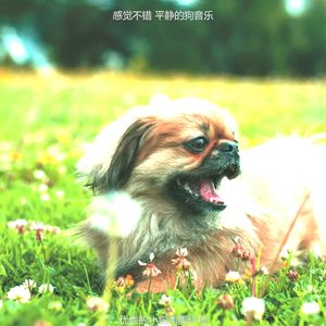 诗意的冷静的狗节奏