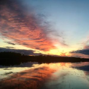 Mansikanmakuinen