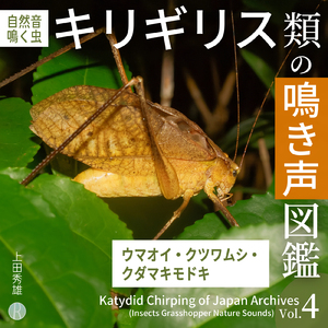 Hexacentrus japonicus