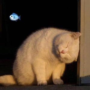 像鱼（男生版）