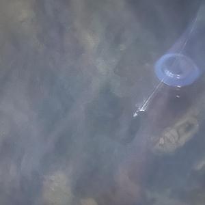 marsuprial (laugh it off)