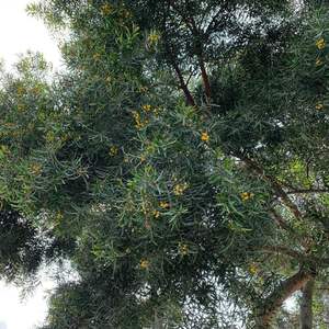 情花（翻自 张思思）