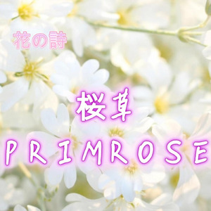 桜草-PRIMROSE-