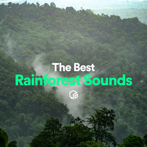 Stream Water Dripping with Birds in Forest (Loopable With No Fade)