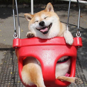 九张机（Cover 叶炫清）