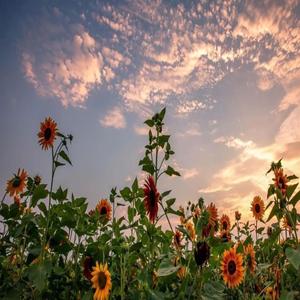 Yaanji (Drill Version)