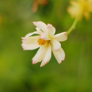 Bangag (feat. Abeille Giean & Dexim)