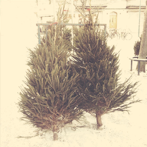 Att Välja Julgran Varje År