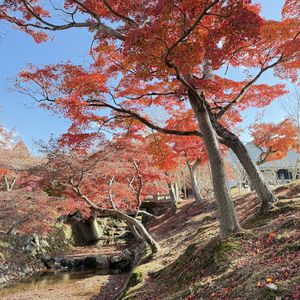 德川家康：忍是心上刃