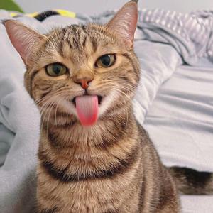 一生中最爱翻唱