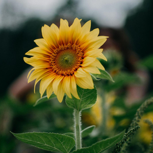 我们的星辰大海（合唱版）