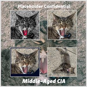 Middle-Aged CIA