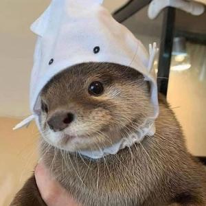 The Otter Song!