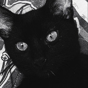 Gato Negro