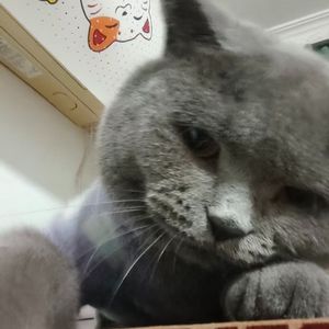 喷泉（翻自 ZzHhOoUuZzHhAaNnGgYu）
