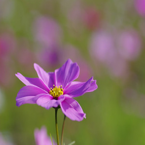 哀しみの雨降りて