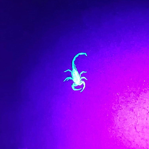 This Morning’s Reverie