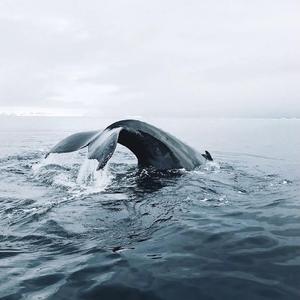 坠落（cover蔡健雅）（翻自 蔡健雅）