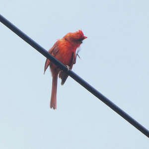 Deoxyribonucleic acid