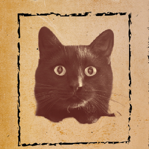 Gato vagabundo