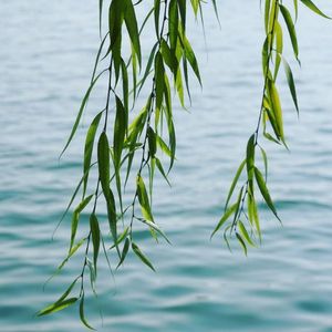 岁岁无忧（伴奏）