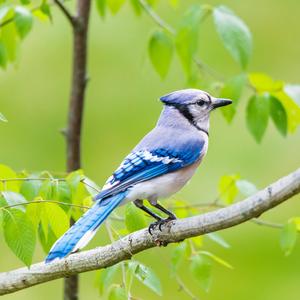 Blue Jay 2175