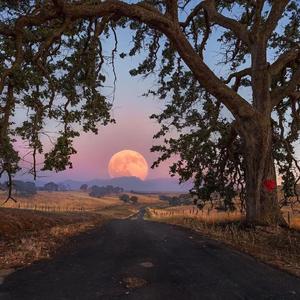 奉献（翻自 韩寒）