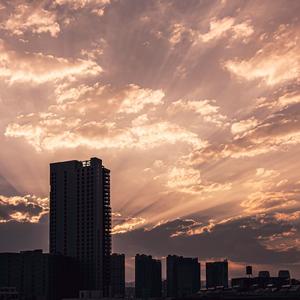 烟灰缸种向日葵