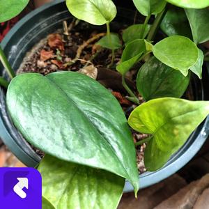 生活的滋味 (现场)