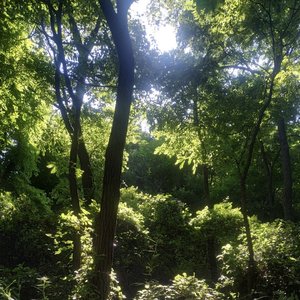forest