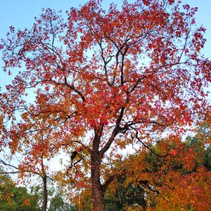 如果落叶是寄不出的明信片